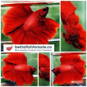 Betta fish DTHM Super Strong Red