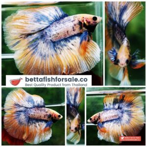 Betta fish DTHM Yellow Grizzle