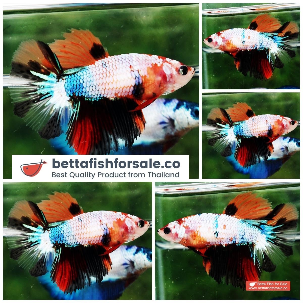 Betta fish Female HM Multicolor Shadow Candy