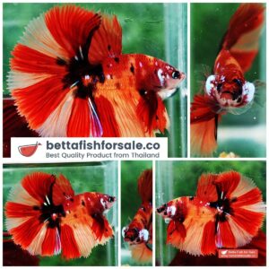 Betta fish OHS Prince of Candy Blade