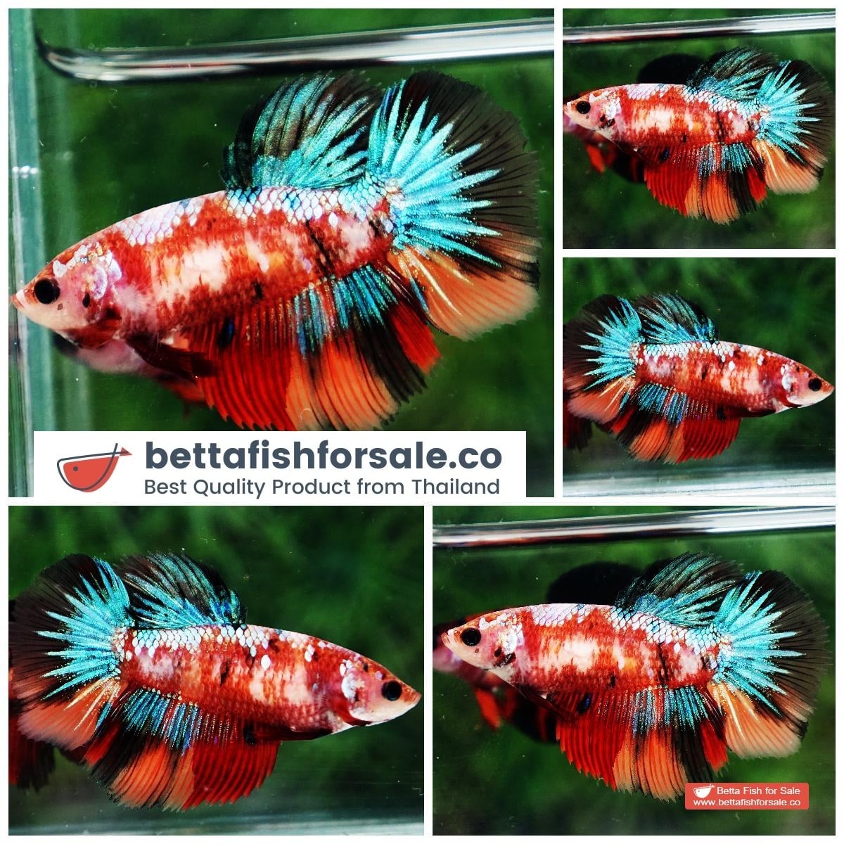 Betta fish Female HM Emerald Candy Nemo Galaxy