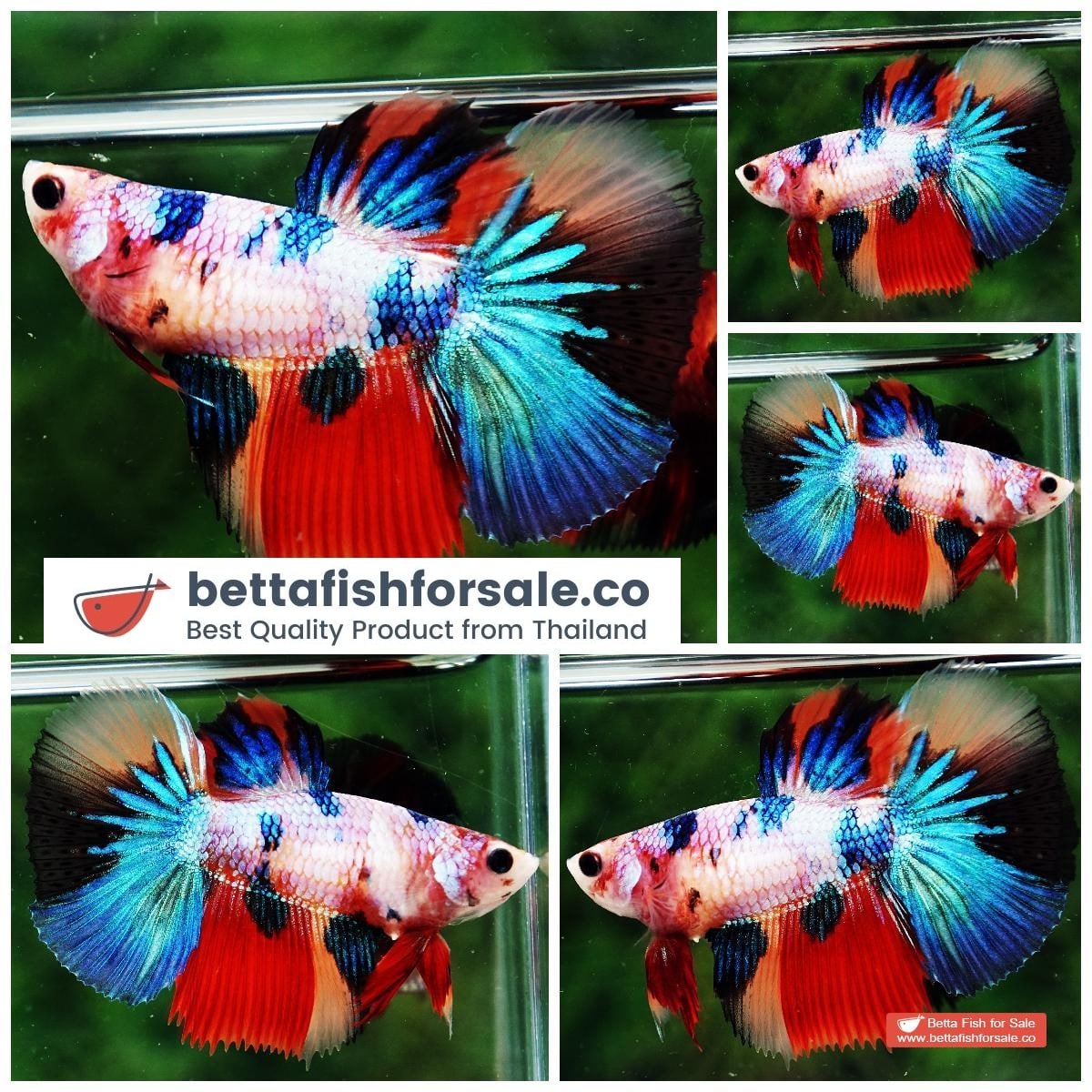 Betta fish Queen of Emerald Rainbow Candy Nemo (Large Fin Genetic)