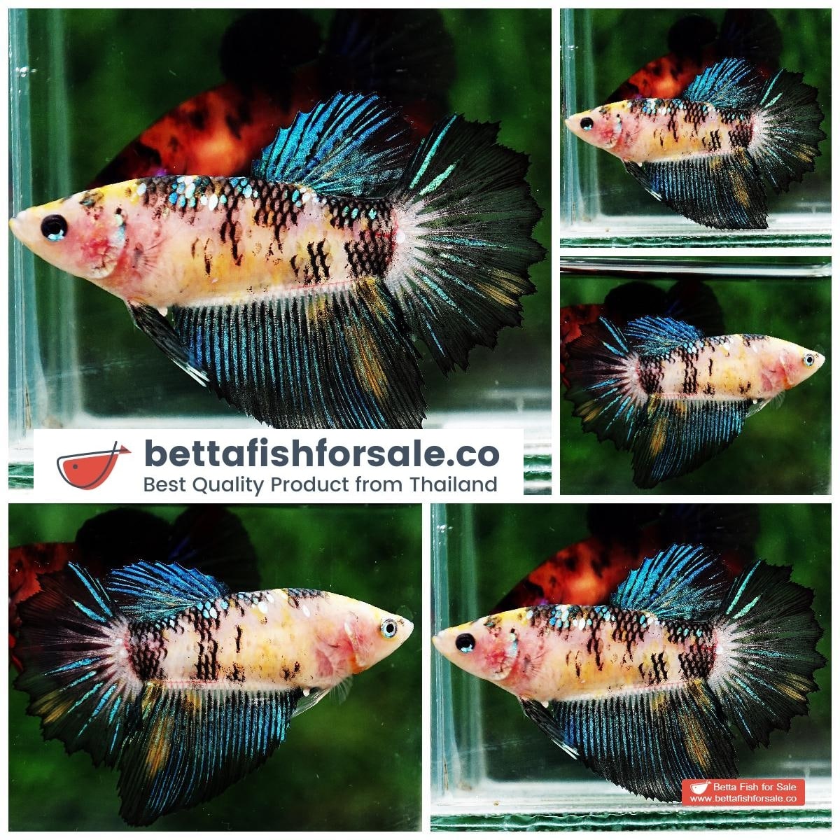 Betta fish Female HM Emerald Yellow Tiger Rose tail
