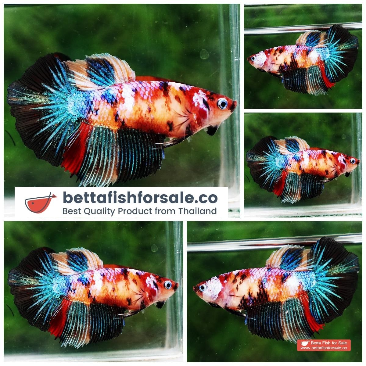 Betta fish Female HM Multicolor Candy Nemo