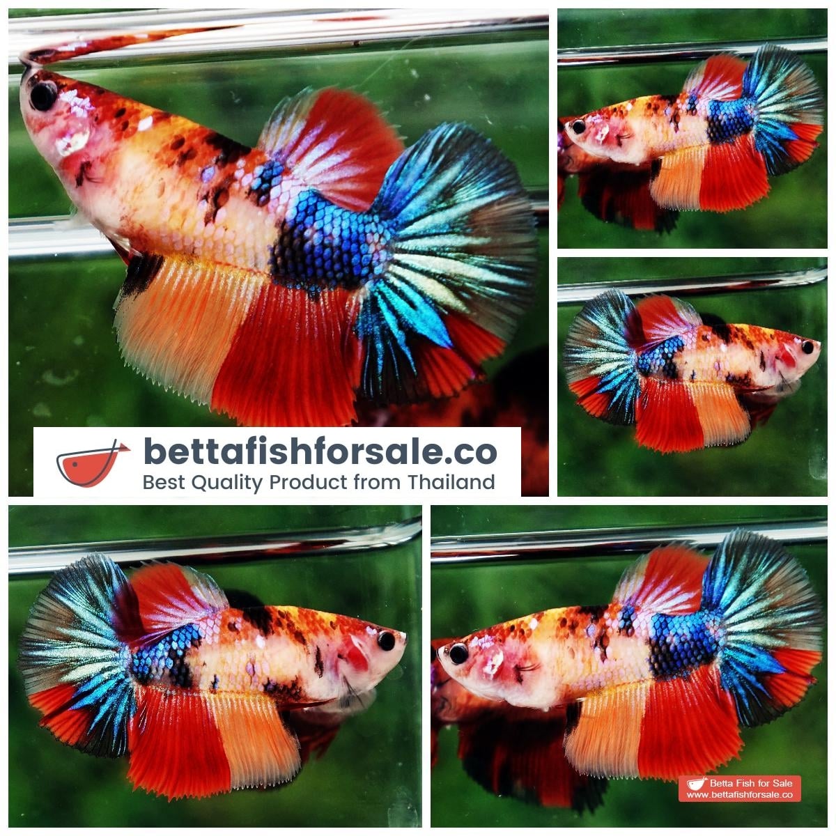 Betta fish Female HM Multicolor Candy Yellow Base