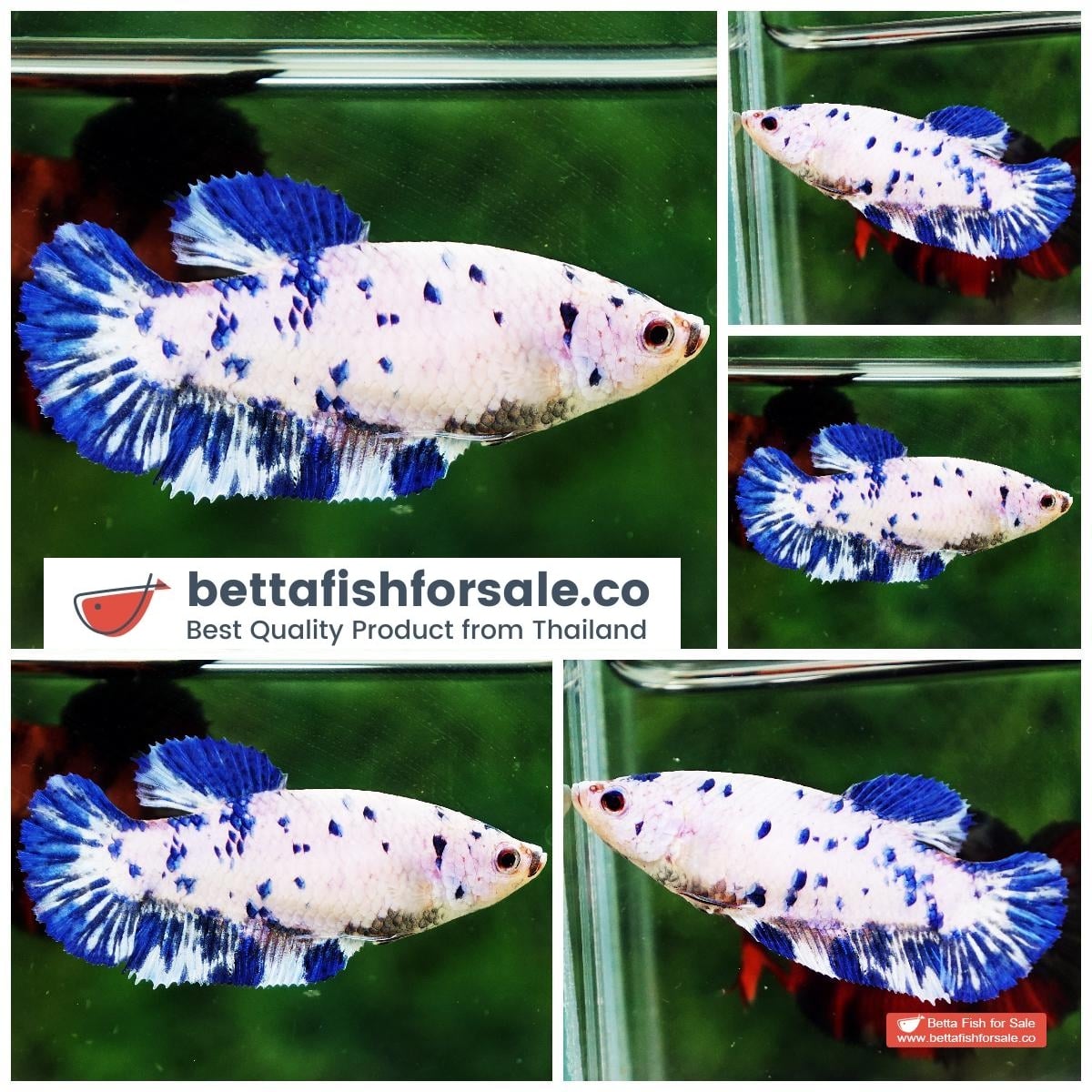 Betta fish Female HMPK Princes Blue Marble Dot