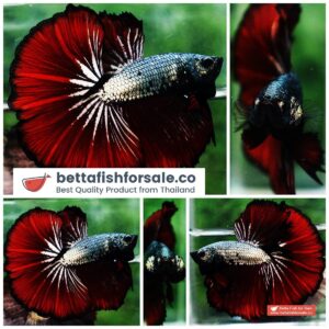 Betta fish OHM Sin Hell Blood Copper