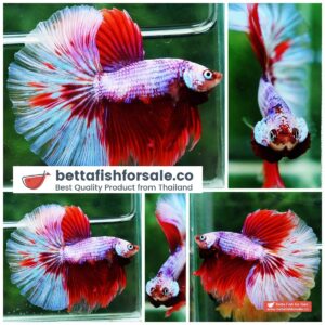 Betta fish OHM Fancy Pink Lilly Flower