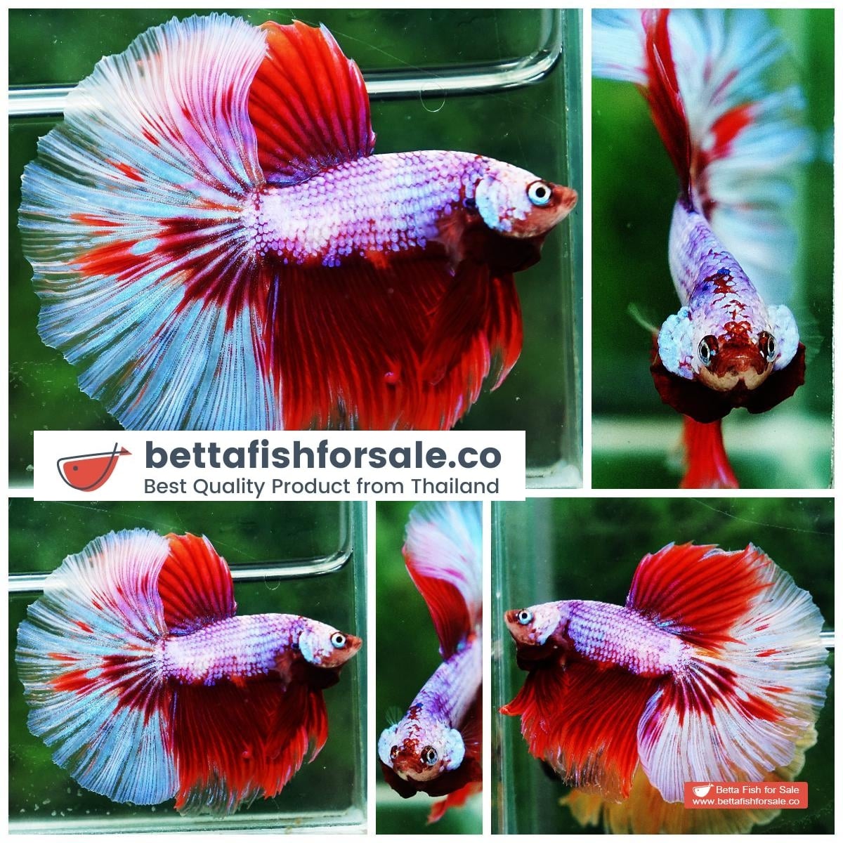 Betta fish OHM Fancy Pink Lilly Flower