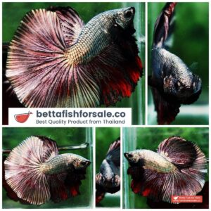 Betta fish OHM Hell Blood Copper