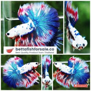 Betta fish OHM Magical Pink Blue Marble Series (Comp Grade)