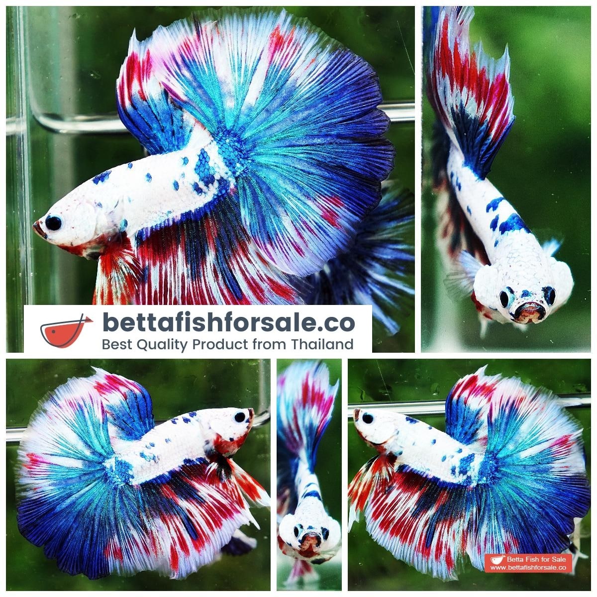 Betta fish OHM Magical Pink Blue Marble Series (Comp Grade)