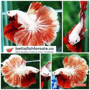 Betta fish OHM Red Gold Dragon Rose tail