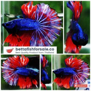 Betta fish OHM Red On Fire Sky Hawk