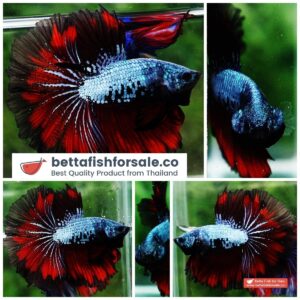 Betta fish HM Hell Devil Dragon