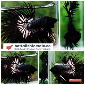 Betta fish CT Dark Black Orchid