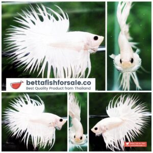Betta fish CT Perfect Full White Platinum
