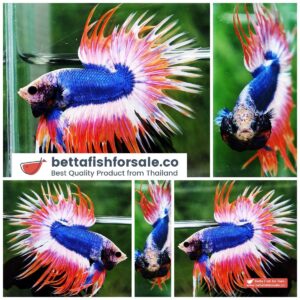 Betta fish CT Mascot Thailand Flag