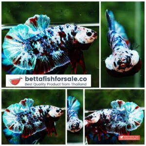 Betta fish HMPK Koi Galaxy Aurora Series