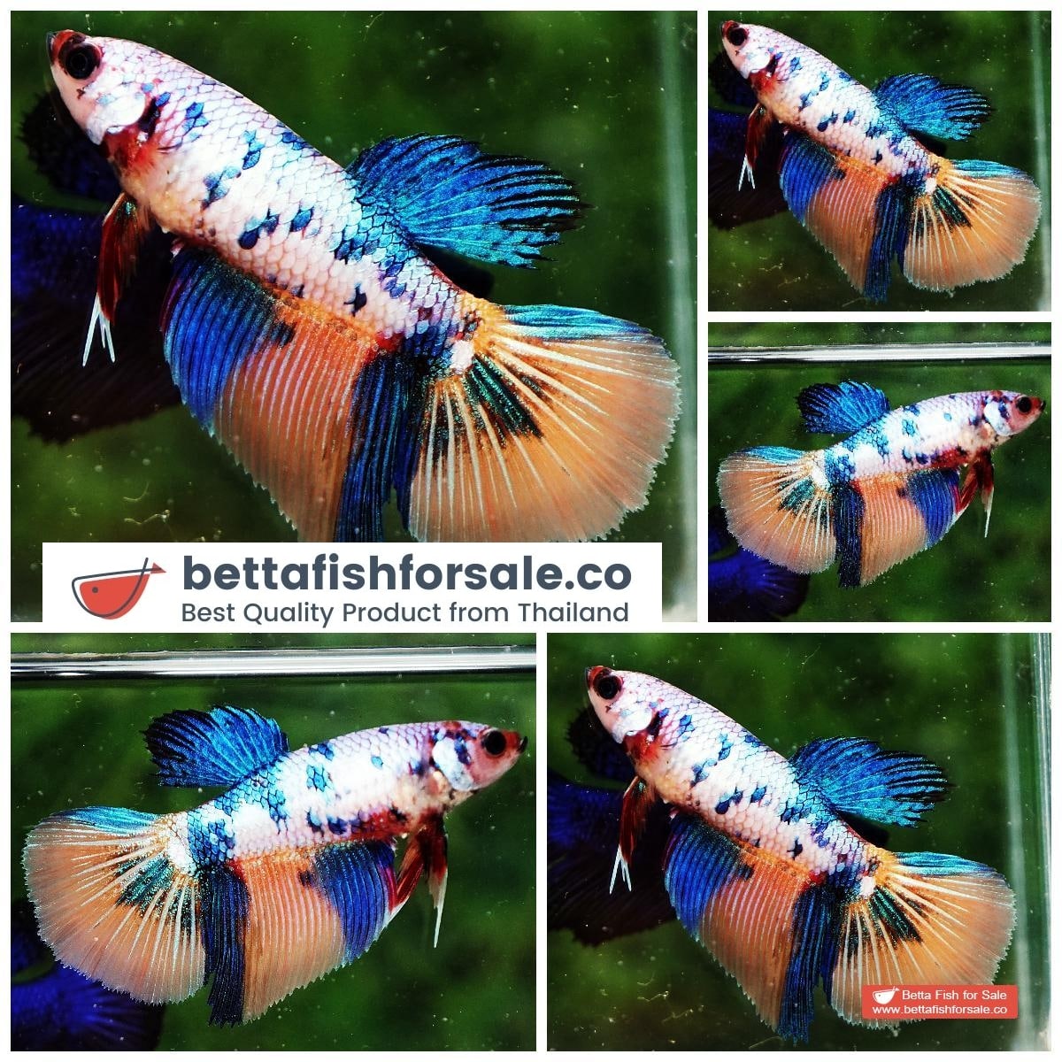 Betta fish Female HM Multicolor Candy Nemo
