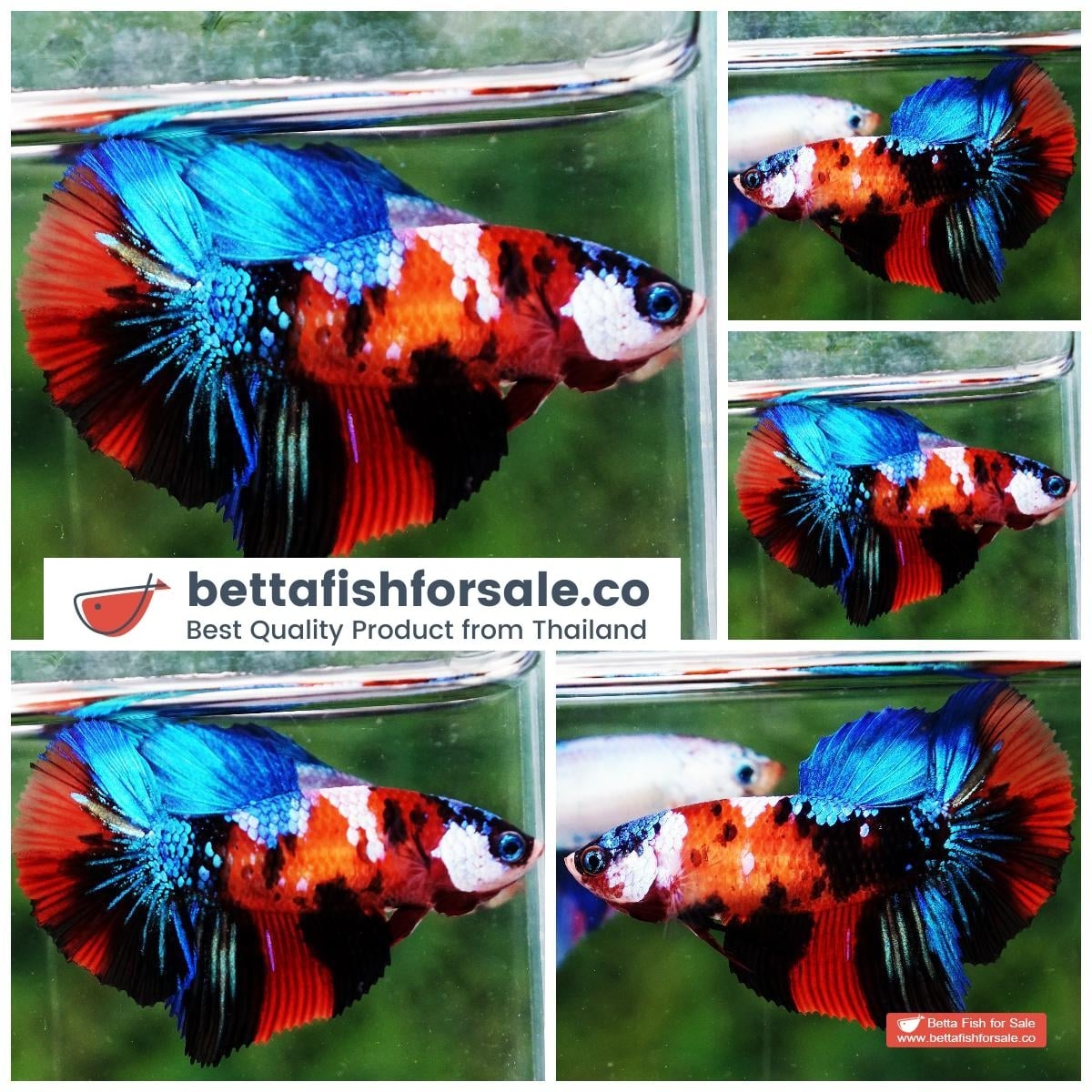 Betta fish Helmet Multi Color Emerald Tiger