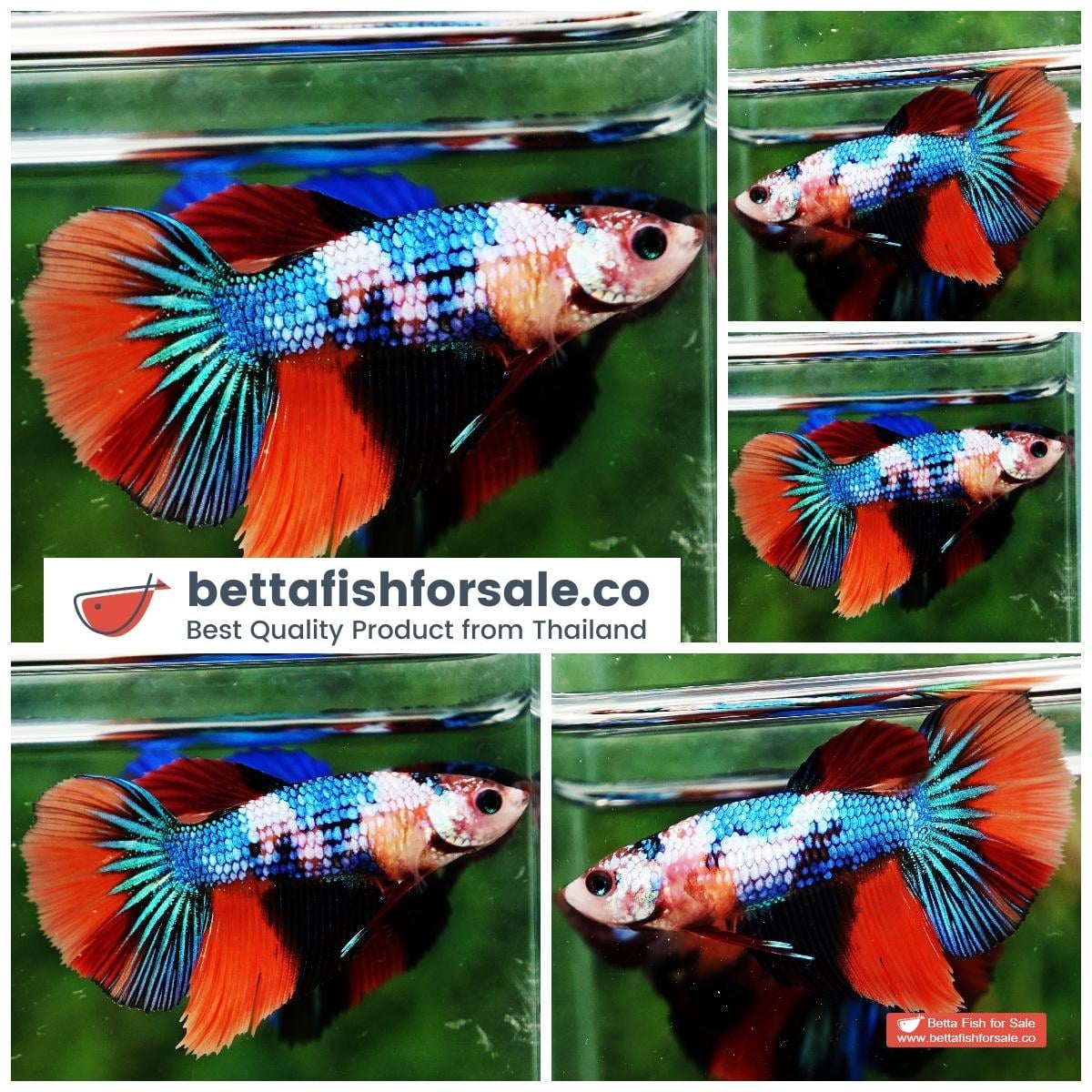 Betta fish Female HM Multicolor Emerald Candy