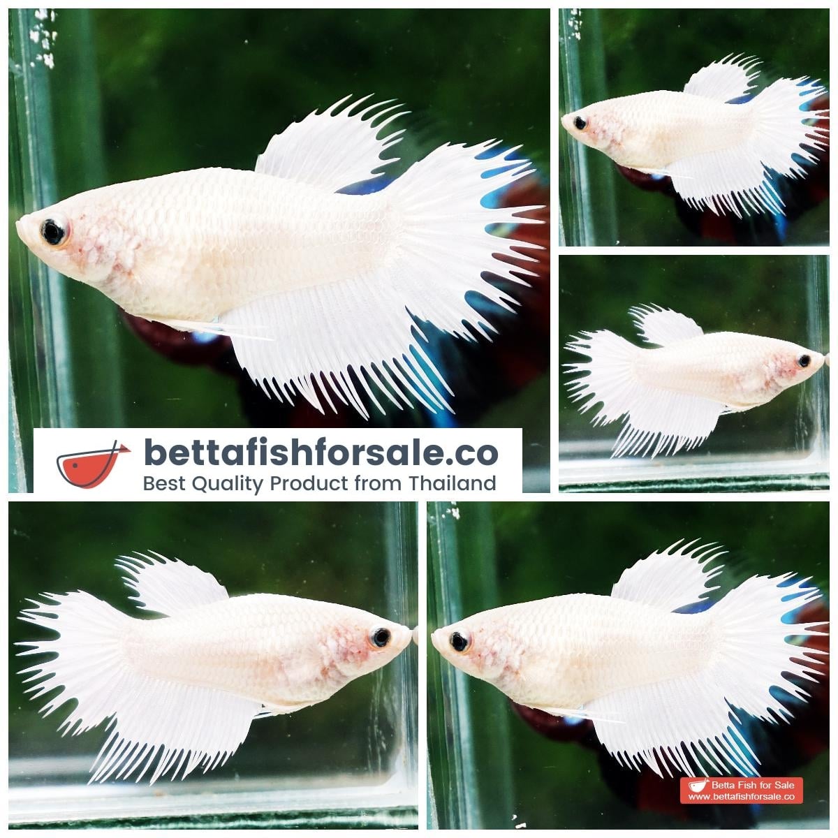 Betta fish Female CT Perfect White Platinum