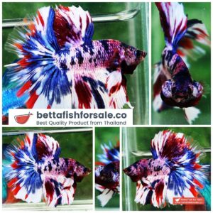 Betta fish HM Fancy Captain America