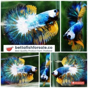 Betta fish OHM Fancy Yellow & Blue Macaw