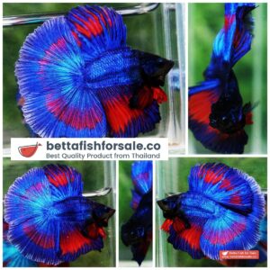 Betta fish DTHM Blue On Fire Butterfly