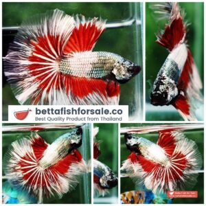 Betta fish OHM Fancy Hell Copper Dragon