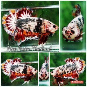 Betta fish HMPK Copper Candy On Fire