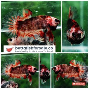 Betta fish HMPK Dark Red Armageddon