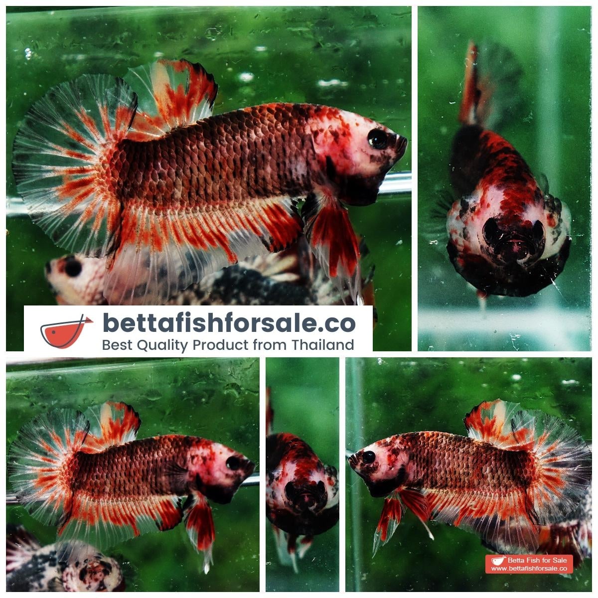 Betta fish HMPK Dark Red Armageddon