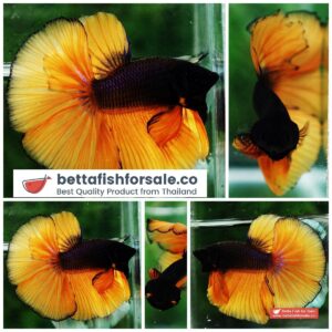 Betta fish HM Black Pumpkin