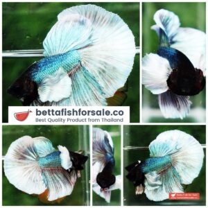 Betta fish HM Angle Green Dumbo