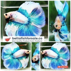 Betta fish DTHM Prince of Blue Merman