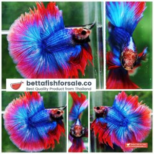 Betta fish Betta fish DTHM Mascot Thailand Flag