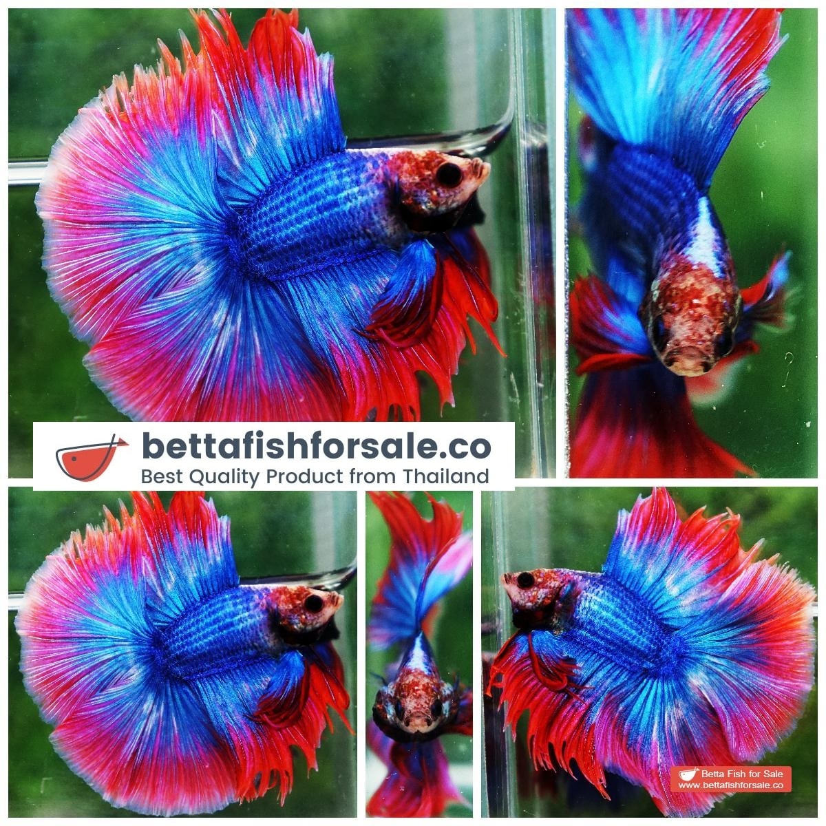 Betta fish Betta fish DTHM Mascot Thailand Flag