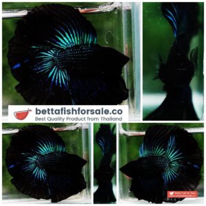 Betta fish DTHM Green Black Light