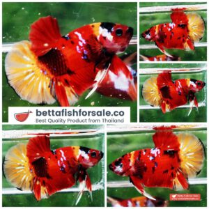 Betta fish HMPK Micky Candy Yellow Base