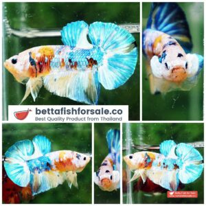 HMPK Sparkle Yellow Blue Merman