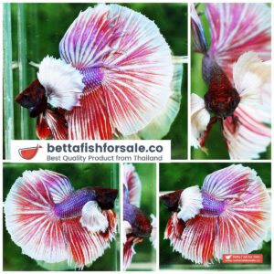 Betta fish HM Pink Salamander Big Dumbo