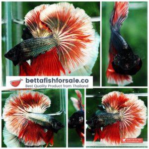 Betta fish OHM Red Hell Copper Hawk