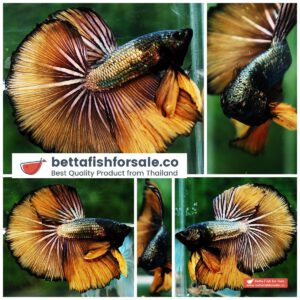 Betta fish OHM Copper Mustard Gas