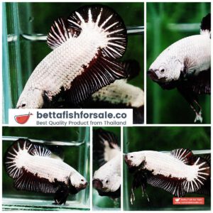 Betta fish HMPK Black Dragon