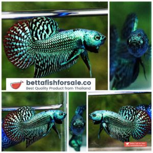 Wild Betta fish Super Green Alien Hybrid