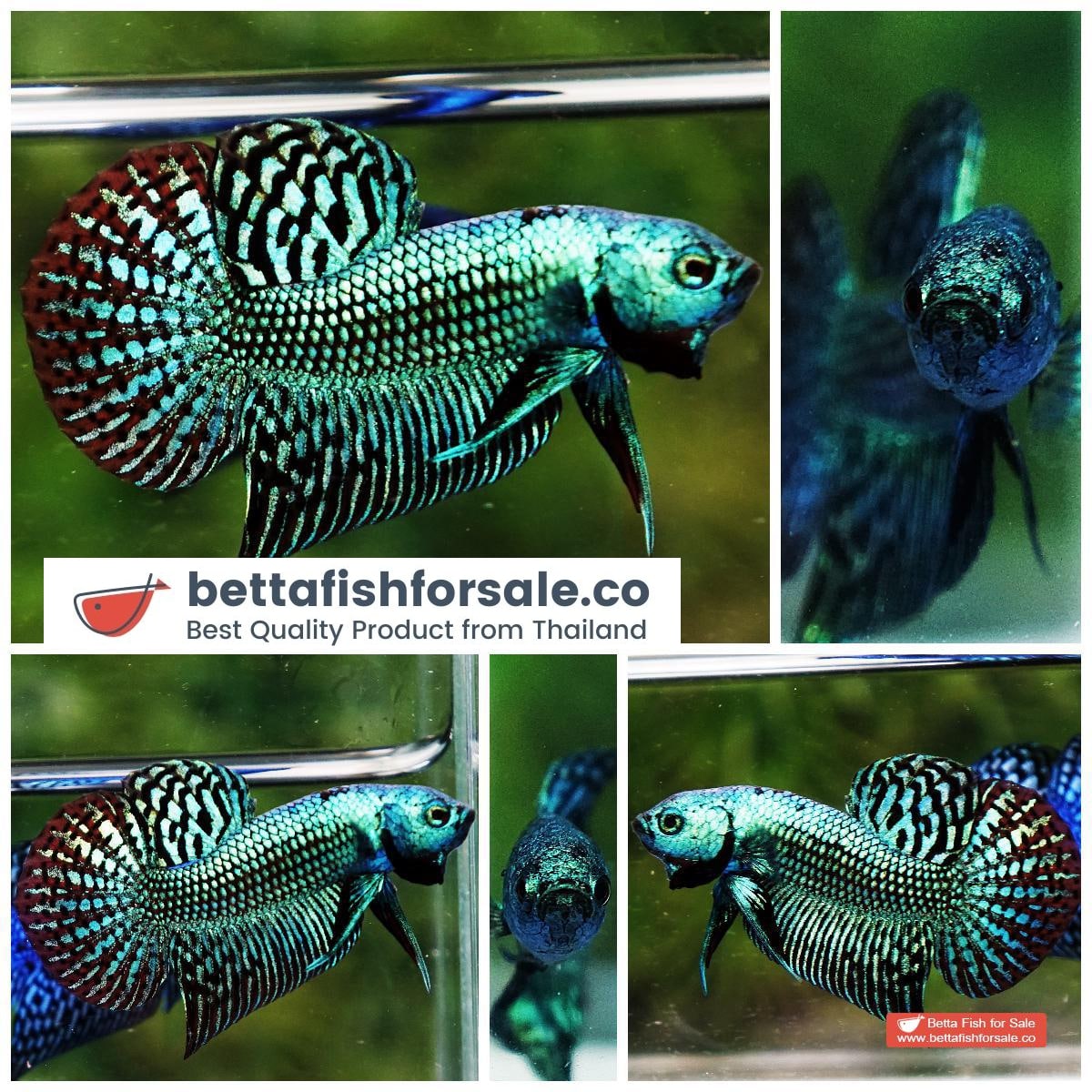 Wild Betta fish Super Green Alien Hybrid