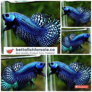 Wild Betta fish Hybrid Blue Alien Peacock