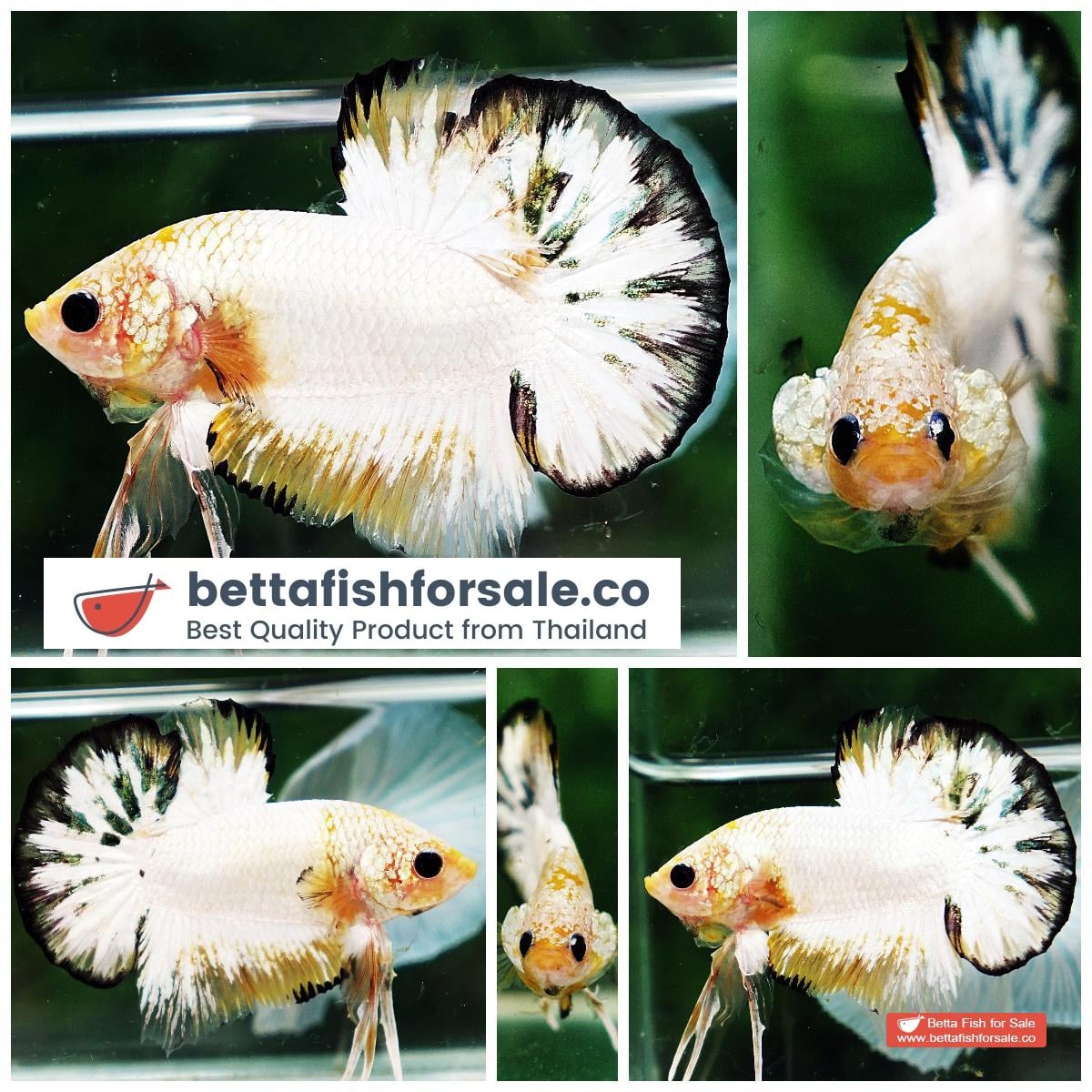 Betta fish HMPK Yellow Copper Marble Black Rim